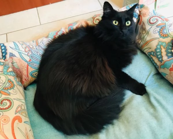 Morgana 2 anni due occhi che rubano il cuore | Foto 6