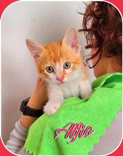 Alfio  2 mesi piccolo meccanico | Foto 1