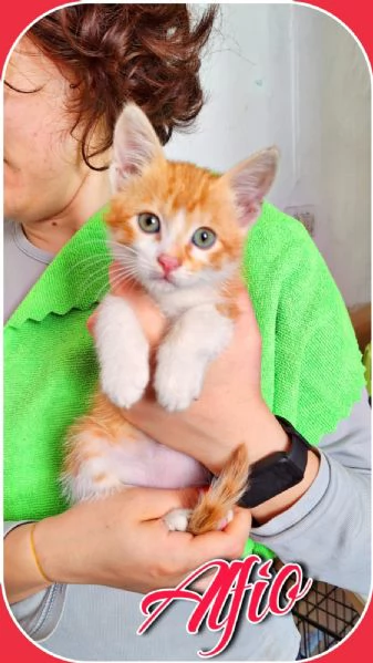 Alfio  2 mesi piccolo meccanico | Foto 0
