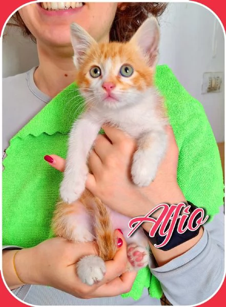 Alfio cerca casa | Foto 1