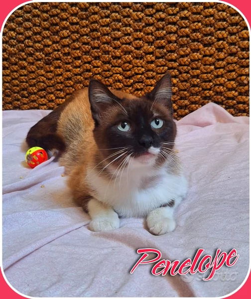 Penelope simil siamese cerca casa