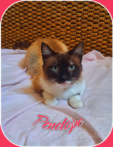 Penelope simil siamese cerca casa | Foto 2