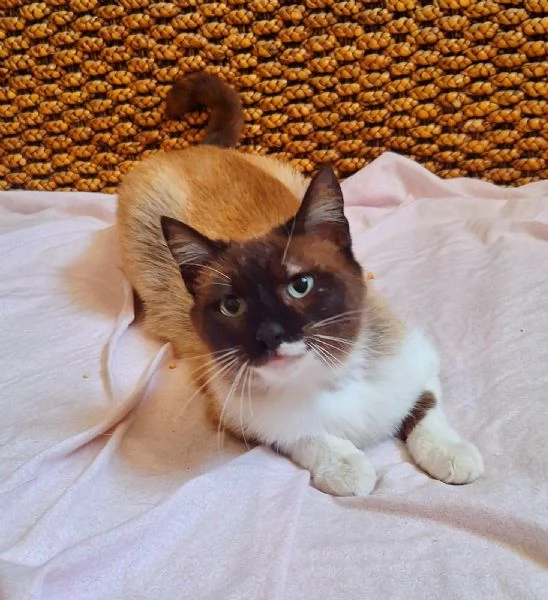 Penelope simil siamese cerca casa | Foto 0