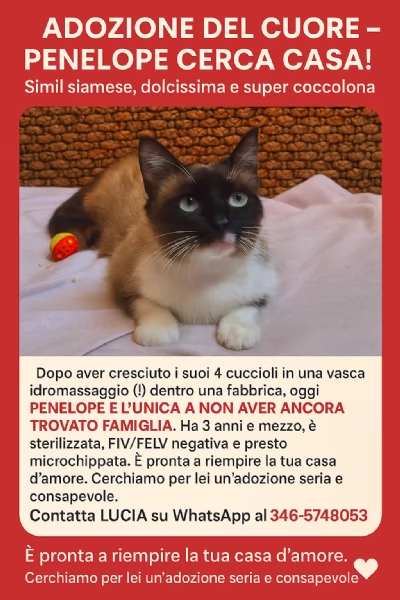Adotta Penelope una dolce simil siamese  | Foto 3