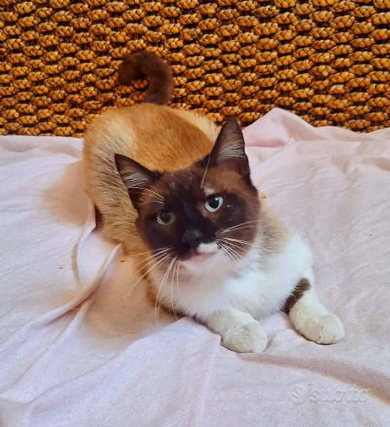 Adotta Penelope una dolce simil siamese  | Foto 0