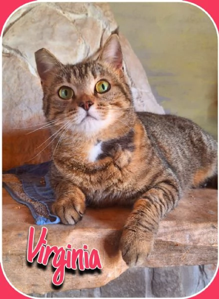 Adotta Virginia unamore di tigrotta  | Foto 0