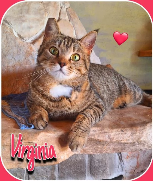 Adotta Virginia unamore di tigrotta 