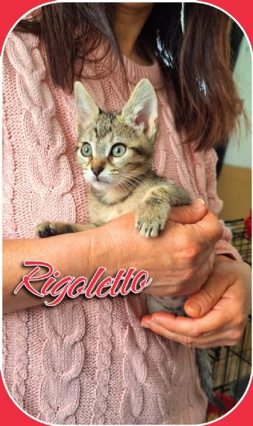 Tosca Rigoletto Puccini melodie feline