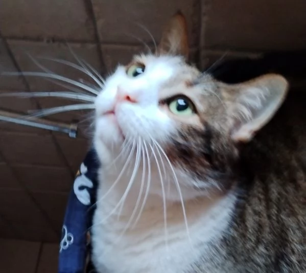 Matisse 6 anni di dolcezza