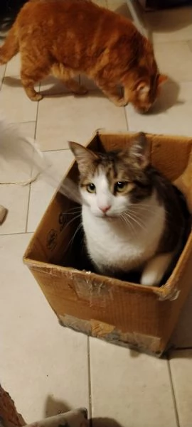Matisse 6 anni di dolcezza | Foto 5