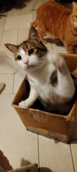 Matisse 6 anni di dolcezza | Foto 4