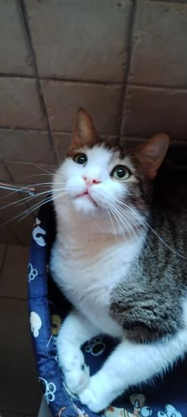 Matisse 6 anni di dolcezza | Foto 3