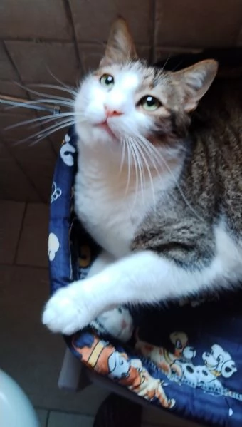 Matisse 6 anni di dolcezza | Foto 2