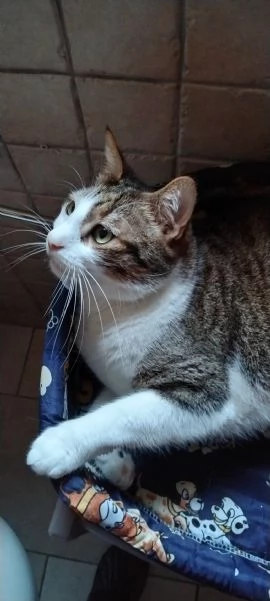 Matisse 6 anni di dolcezza | Foto 0