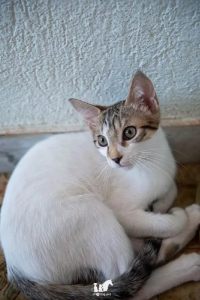 Fragolino 3 mesi e un cuore damare  | Foto 4