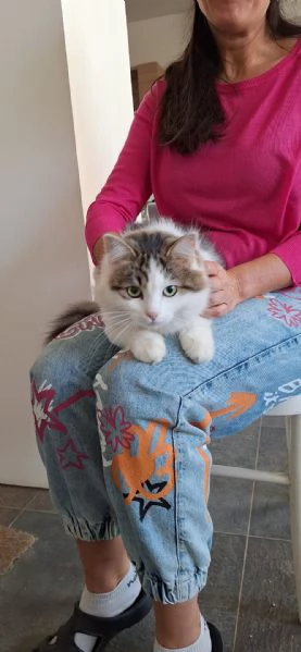 Dafne la gatta che sogna  una casa | Foto 4