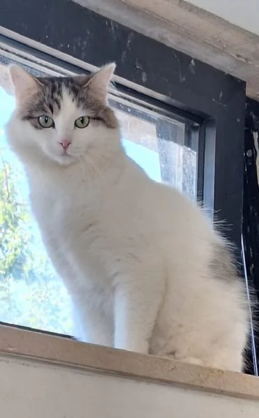 Dafne la gatta che sogna  una casa | Foto 3