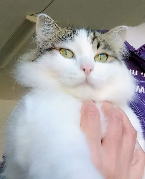 Dafne la gatta che sogna  una casa | Foto 2