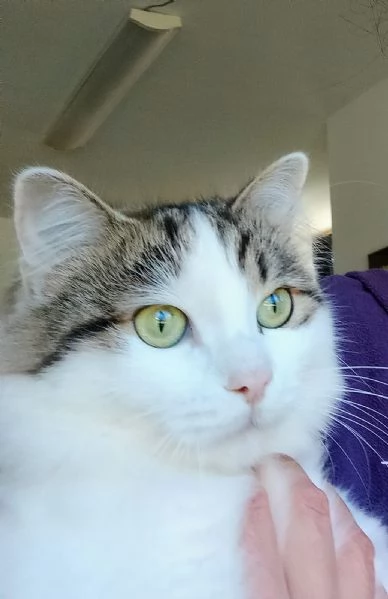 Dafne la gatta che sogna  una casa