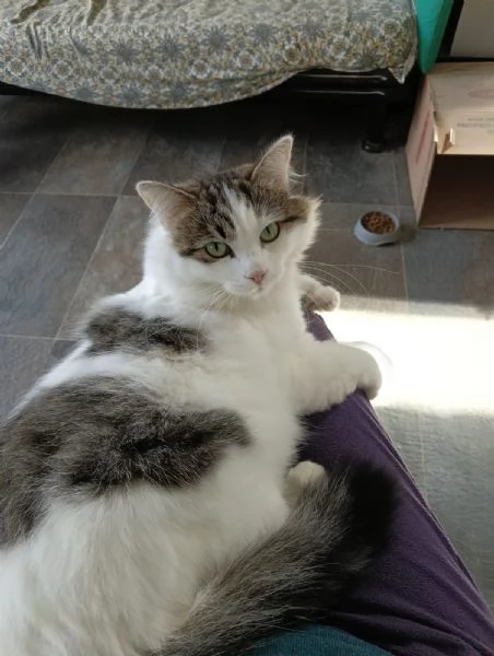 Dafne la gatta che sogna  una casa | Foto 1