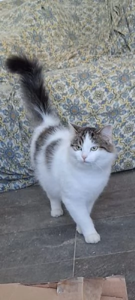 Dafne la gatta che sogna  una casa | Foto 0