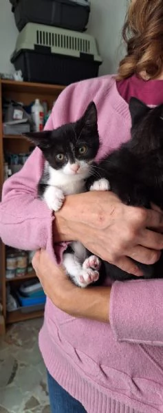 Mulan e Belle due batuffoli in cerca damore  | Foto 1