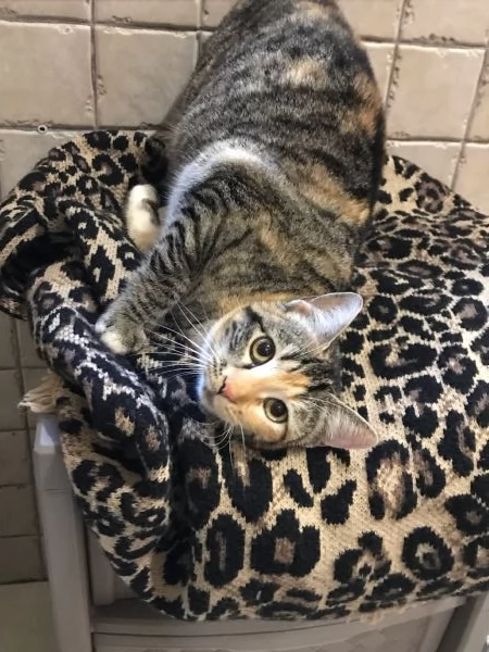 Natalie il tuo dono coccoloso per Natale | Foto 6