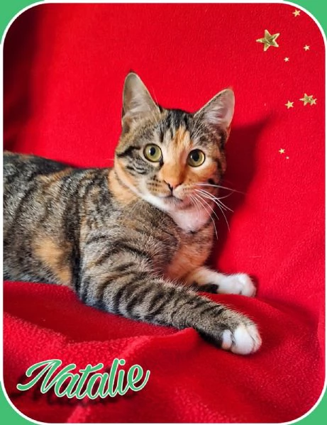 Natalie il tuo dono coccoloso per Natale