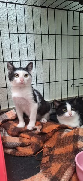 Bing e Pando 2 cuori inseparabili  | Foto 4