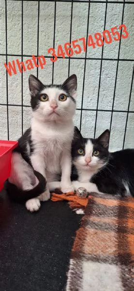 Bing e Pando 2 cuori inseparabili 