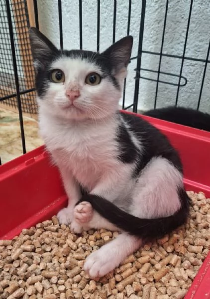 Bing e Pando 2 cuori inseparabili  | Foto 2