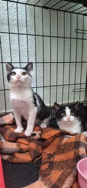 Bing e Pando 2 cuori inseparabili  | Foto 1