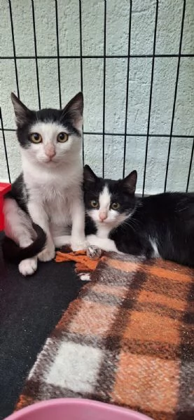 Bing e Pando 2 cuori inseparabili  | Foto 0