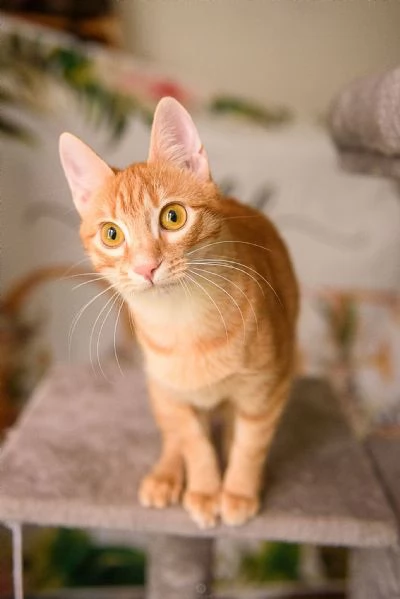 Apri le porte del tuo cuore a ZOE | Foto 0