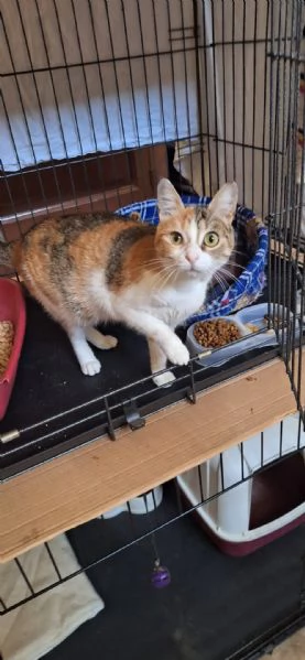 Maggie 1 anno di dolcezza  | Foto 4