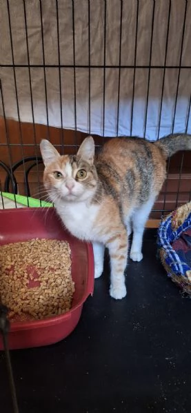 Maggie 1 anno di dolcezza 