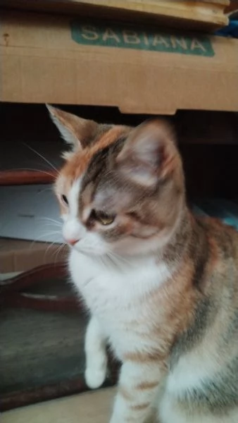 Maggie 1 anno di dolcezza  | Foto 0