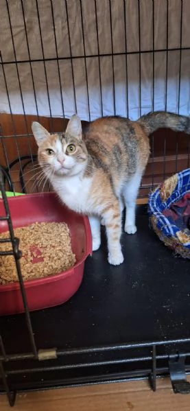 Maggie 1 anno di dolcezza  | Foto 2