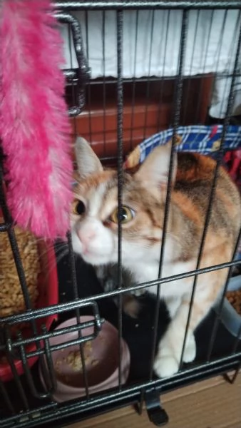 Maggie 1 anno di dolcezza  | Foto 1