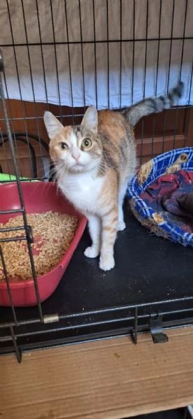 Maggie 1 anno di dolcezza  | Foto 0