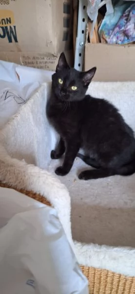 Mulan e Merida  principesse guerriere | Foto 4