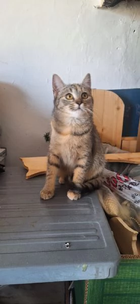 Mulan e Merida  principesse guerriere | Foto 3