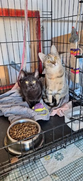 Mulan e Merida  principesse guerriere | Foto 1