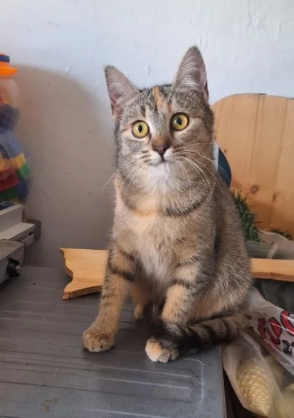 Mulan e Merida due cuori una sola anima