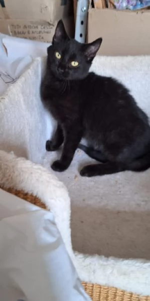 Mulan e Merida due cuori una sola anima | Foto 4