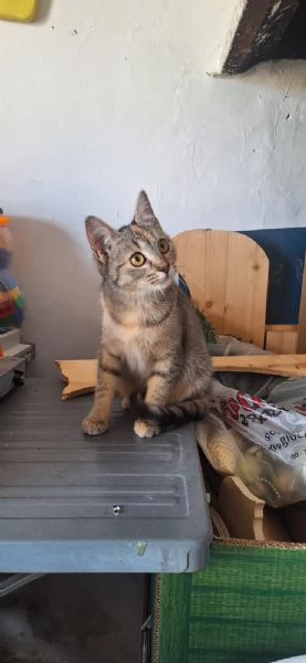 Mulan e Merida due cuori una sola anima | Foto 2