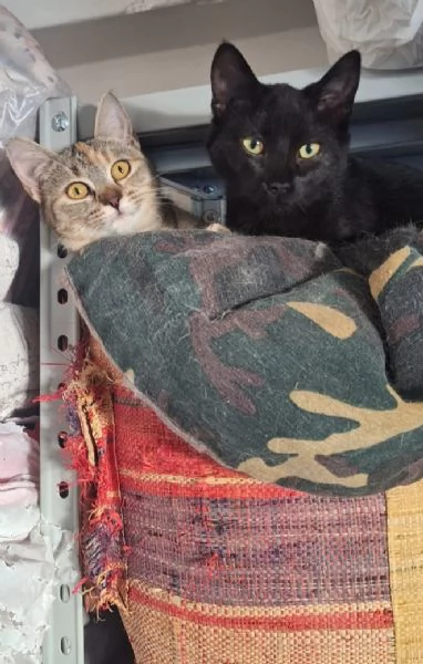 Mulan e Merida due cuori una sola anima | Foto 1