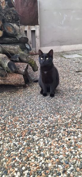 Adotta BAD BUNNY non canta ma fa le fusa | Foto 4