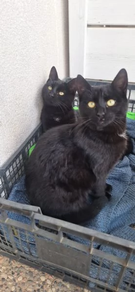 Adotta BAD BUNNY non canta ma fa le fusa