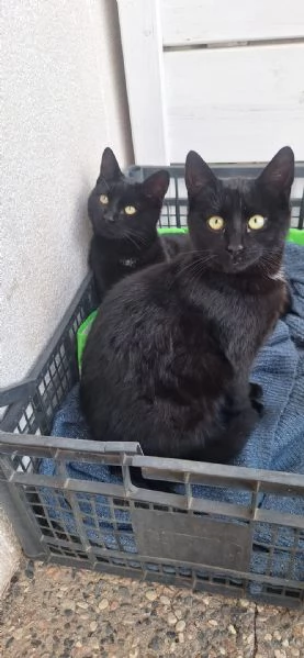 Adotta BAD BUNNY non canta ma fa le fusa | Foto 2